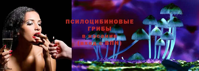 Псилоцибиновые грибы Psilocybe Уржум